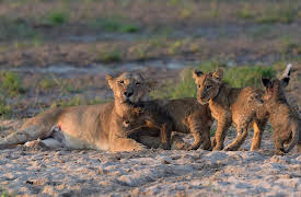 The Lions Rule: Bloodlines