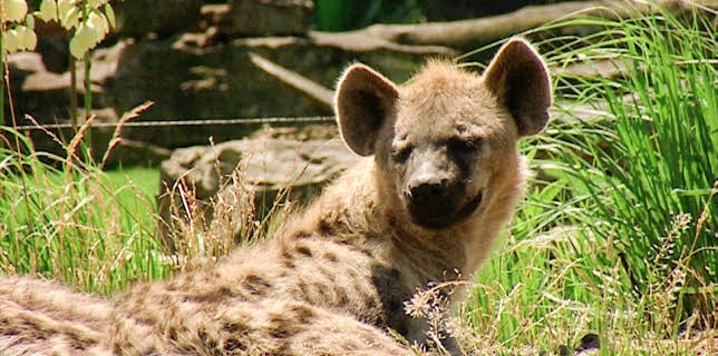 10:35: Elefant, Tiger & Co. (266) | MDR Fernsehen | 11/26 2025