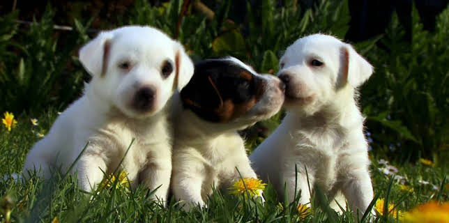 19:00: Dyrenes utrolige evner (S1 E33) (S1) | Animal Planet | 12/27 2025