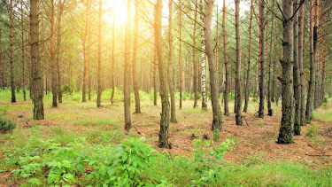 00:05: Leben unter Bäumen | Tagesschau 24 | 4/26 2026