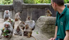 Leopard, Seebär & Co.