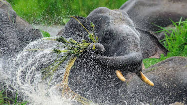 17:50: Die Wallace-Linie | Arte | 4/23 2026