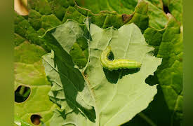 How to Grow Anything: Make Your Trees and Shrubs Thrive: When Trees and Shrubs Fail to Thrive