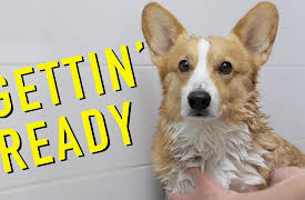 Topi the Corgi: Gettin' Ready