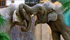 Elefant, Tiger & Co. (233)