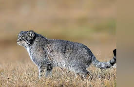 China Wild: Grasslands