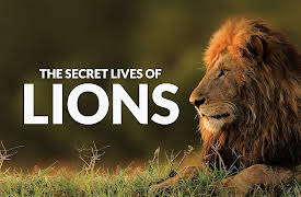 The Secret Lives Of Big Cats: The Secret Lives Of Lions