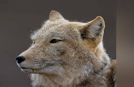 Dogs in the Wild: Meet the Family