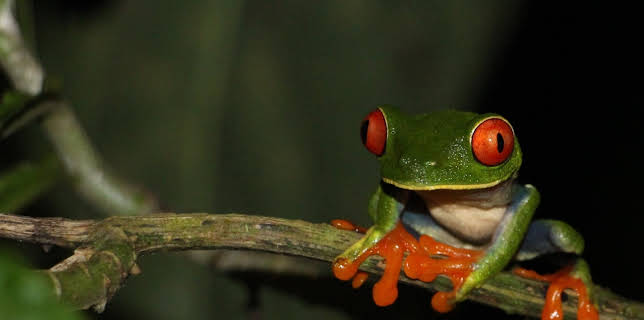 08:20: Planet Schule: Die Wildnis kehrt zurück - Costa Rica | WDR Fernsehen | 10/27 2025