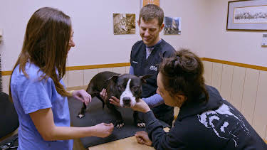15:00: Pit Bulls & Parolees (S10 E17) (S10) | Animal Planet | 9/1 2026
