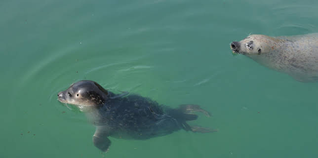 11:55: Seehund, Puma & Co. (188) | WDR Fernsehen | 11/21 2025