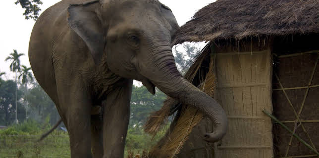 20:00: Beast Lands (S1 E1) (S1) | Animal Planet | 12/2 2025