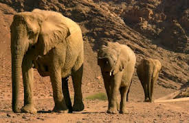 Our Planet: From Deserts to Grasslands