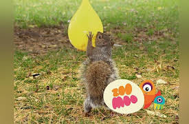 Animal All Stars: Beautiful Teeth