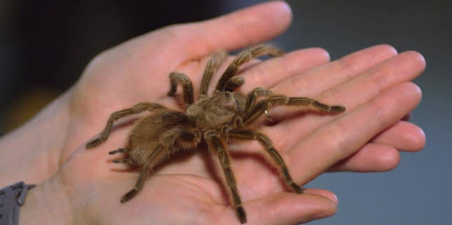 12:10 PM: Teeny Tiny Creatures (S1) | Cbeebies | 11/19 2025