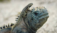 Undercover unter Tieren: Auf geheimer Mission in der Südsee