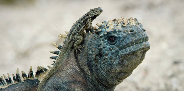 10:15: Undercover unter Tieren: Auf geheimer Mission in der Südsee | 3SAT | 11/17 2025