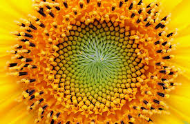 Fibonacci Numbers and the Golden Ratio: Puzzling Fibonacci Patterns
