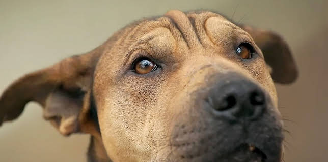 5:55 PM: New: The Dog House New Zealand | More 4 | 8/1 2025