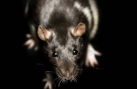 The Black Death: New Lessons from Recent Research: A Deeper Dive into Rat and Flea Behavior