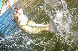 Fishing with Gary Senft: Pilot Fishing with Gary Senft