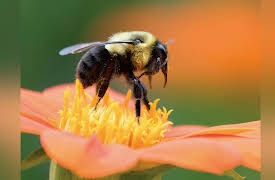 Introduction to Paleontology: Insects, Plants, and the Rise of Flower Power