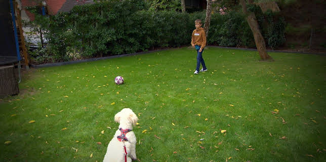 06:10: Liebste Fellnasen - Abenteuer Hundeschule | Das Erste | 3/7 2026