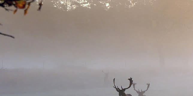 18:35: Småland - Schwedens wilder Süden | Arte | 1/9 2026
