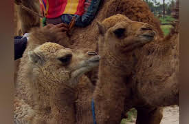 Tour Group, Season 1: The True Meaning of Camel Toe