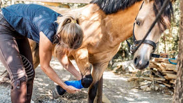 2:00 PM: Animal Cops Houston (S5) | Discovery Channel | 9/30 2026