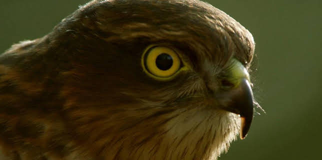 9:55 AM: DIY Deadly with Steve Backshall (S1) | CBBC | 11/3 2025