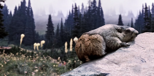 In Beaver Valley (1950)