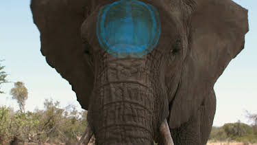 05:15: How Do Animals Do That? (S1 E26) (S1) | Animal Planet | 4/12 2026