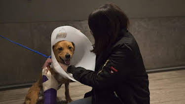 3:00 PM: Dr. Jeff: Rocky Mountain Vet (S4) | Discovery Channel | 8/17 2026