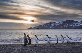 Polar Explorations: South Georgia and Macquarie