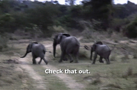 When Vacations Attack!: Episode 11