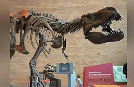 Job Jams: Paleontologists and Dinosaurs