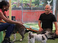 Cesar Millan: Better Human Better Dog - Bessere Menschen, bessere Hunde