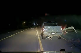On Patrol: Live - Shorts season-1: 16 Arkansas Police Encounters That Spiral Out of Control