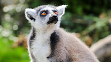 12:40 PM: Go Wild (S1) | Cbeebies | 3/31 2026