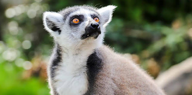 12:40 PM: Go Wild (S1) | Cbeebies | 12/13 2025