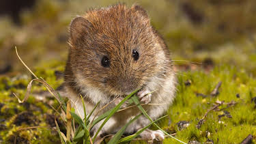 10:00: Schnittgut. Alles aus dem Garten | ARD Alpha | 4/6 2026