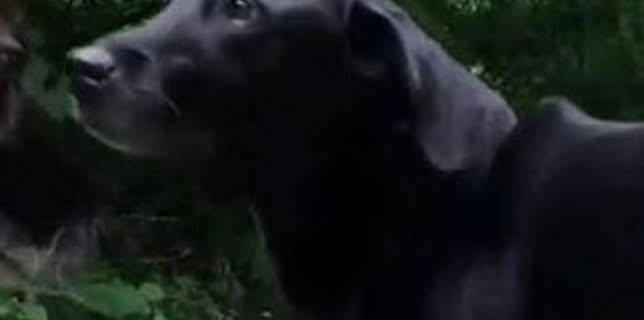 07:09: ¿Cómo lo hacen? Mundo animal: Rabos de cachorritos y mandíbulas de cocodrilo | Discovery Max | 3/1 2026