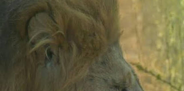 10:50: El linaje de los depredadores: Sororidad | Nat Geo Wild | 12/13 2025