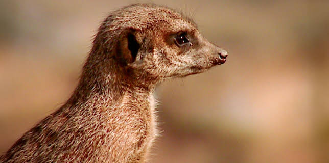 14:25: Elefant, Tiger & Co. (201) | MDR Fernsehen | 11/24 2025