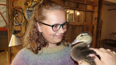 18:10: Dyrevenn: Lilly og Dolly | NRK Tegnspraak | 4/29 2026