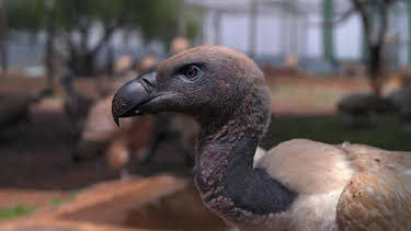7:00 AM: How Do Animals Do That? (S1) | Discovery Channel | 6/20 2026
