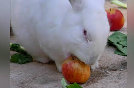 Petchannel Brasil: Sabine And Her Lovely Pets - Part 2