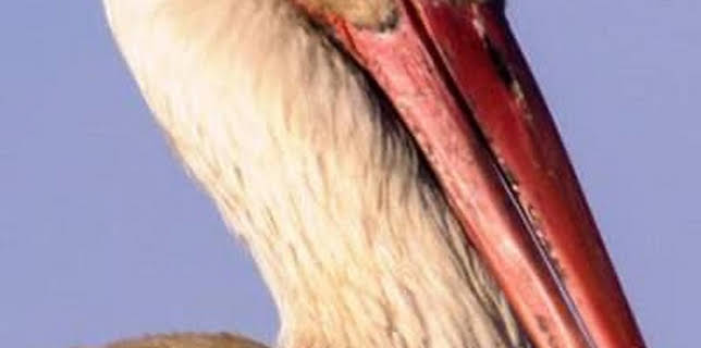 Storks: A Village Rooftop Saga (2015)