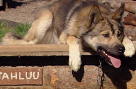 Secrets of the National Parks: Secrets of Denali National Park